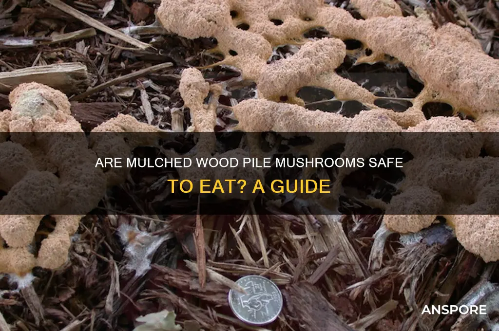 can i eat mushrooms growing on a mulched wood pile
