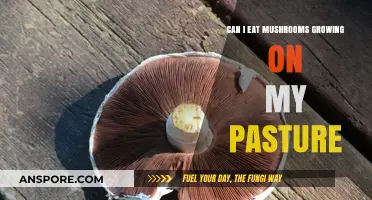 Are Pasture-Grown Mushrooms Safe to Eat? A Foraging Guide