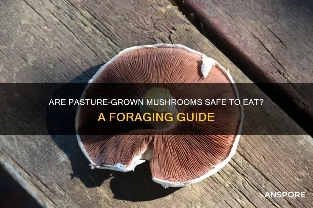 can i eat mushrooms growing on my pasture
