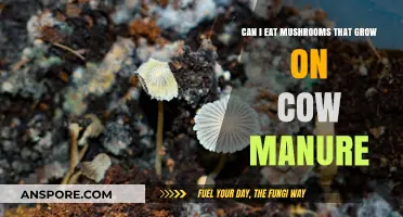 Are Cow Manure Mushrooms Safe to Eat? A Guide