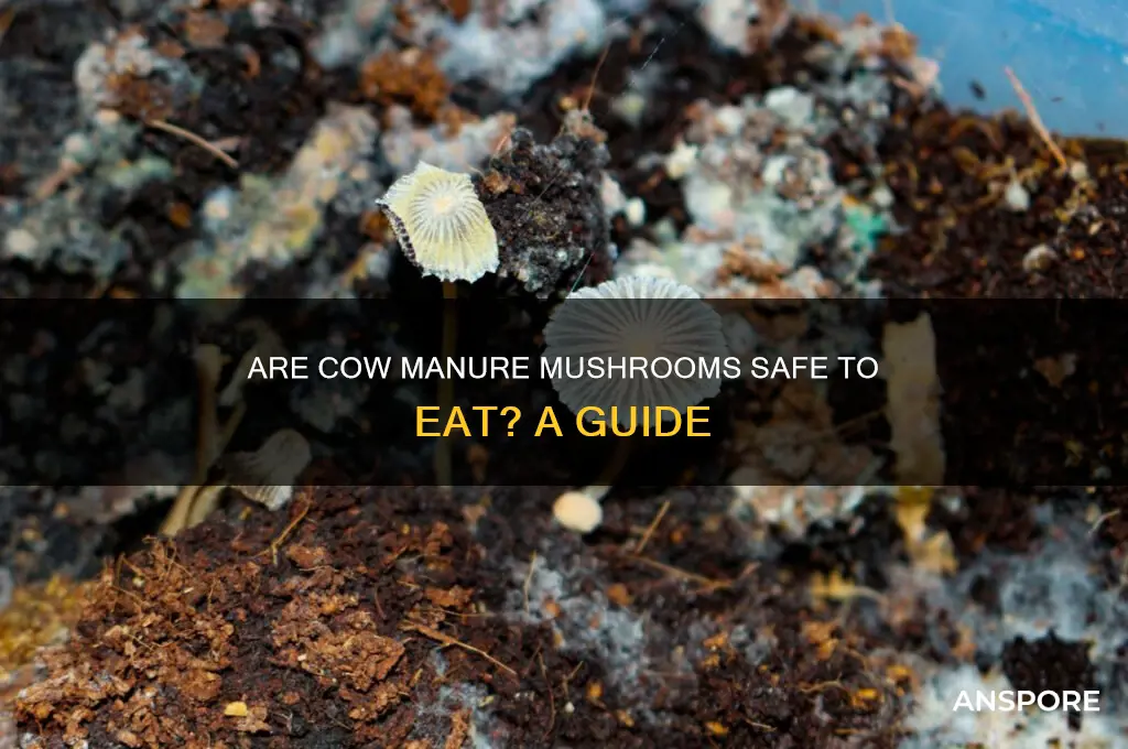 can i eat mushrooms that grow on cow manure