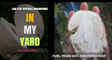 Identifying and Safely Eating Puffball Mushrooms in Your Yard: A Guide