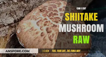 Can You Eat Shiitake Mushrooms Raw? Safety and Tips