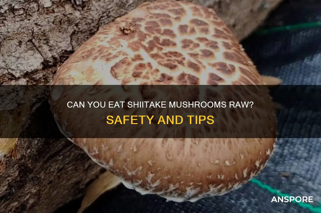 can i eat shiitake mushrooms raw