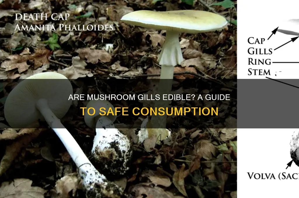 can i eat the gills of a mushroom