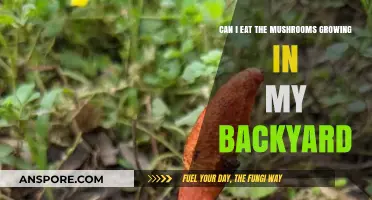 Backyard Mushrooms: Safe to Eat or Toxic Threat?