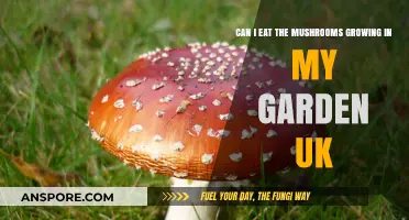 UK Garden Mushrooms: Safe to Eat or Toxic Threat?