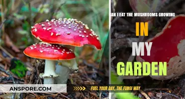 Are Garden Mushrooms Safe to Eat? A Guide to Identification