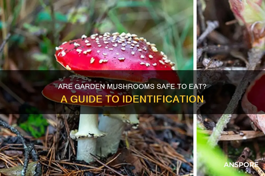 can i eat the mushrooms growing in my garden
