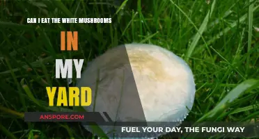 Can You Safely Eat the White Mushrooms Growing in Your Yard?