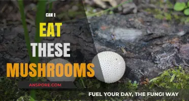 Can I Eat These Mushrooms? A Guide to Safe Foraging