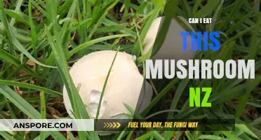 Identifying Safe Mushrooms in New Zealand: A Guide to Edible Varieties