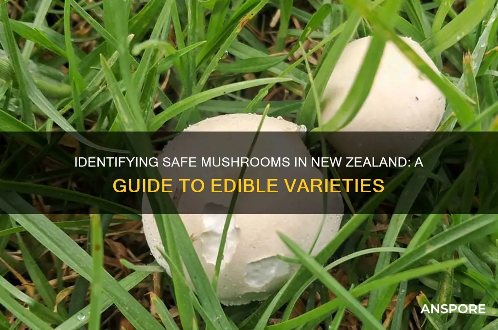 can i eat this mushroom nz