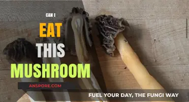 Can I Eat This Mushroom? A Guide to Safe Foraging