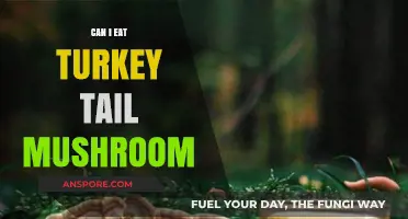 Can You Eat Turkey Tail Mushroom? Benefits, Risks, and Preparation Tips
