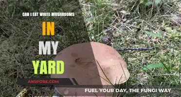 Are Yard-Grown White Mushrooms Safe to Eat? A Guide