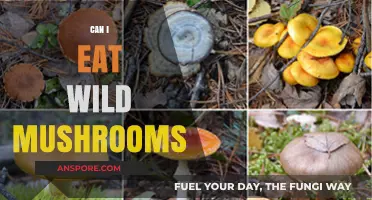 Can You Safely Eat Wild Mushrooms? A Forager's Guide