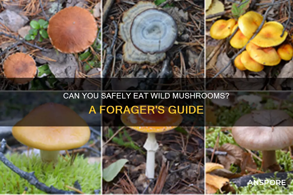 can i eat wild mushrooms