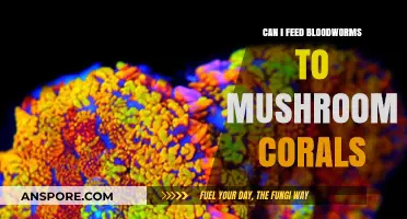 Feeding Bloodworms to Mushroom Corals: Benefits, Risks, and Best Practices