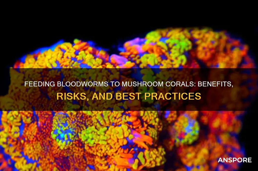 can i feed bloodworms to mushroom corals