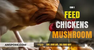 Can Chickens Eat Mushrooms? A Safe Feeding Guide for Poultry Owners