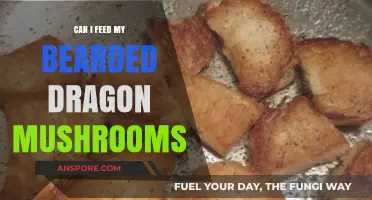 Mushrooms for Bearded Dragons: Safe or Harmful? Expert Advice