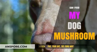 Can Dogs Eat Mushrooms? Safety Tips for Pet Owners