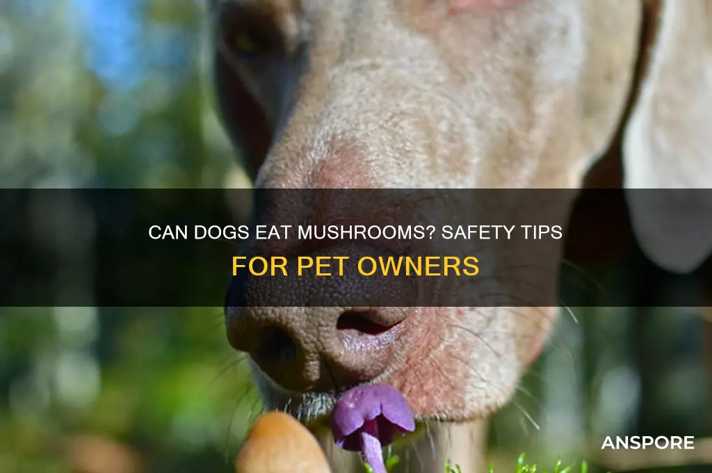 can i feed my dog mushrooms