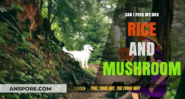 Rice and Mushrooms for Dogs: Safe or Risky Diet Choice?