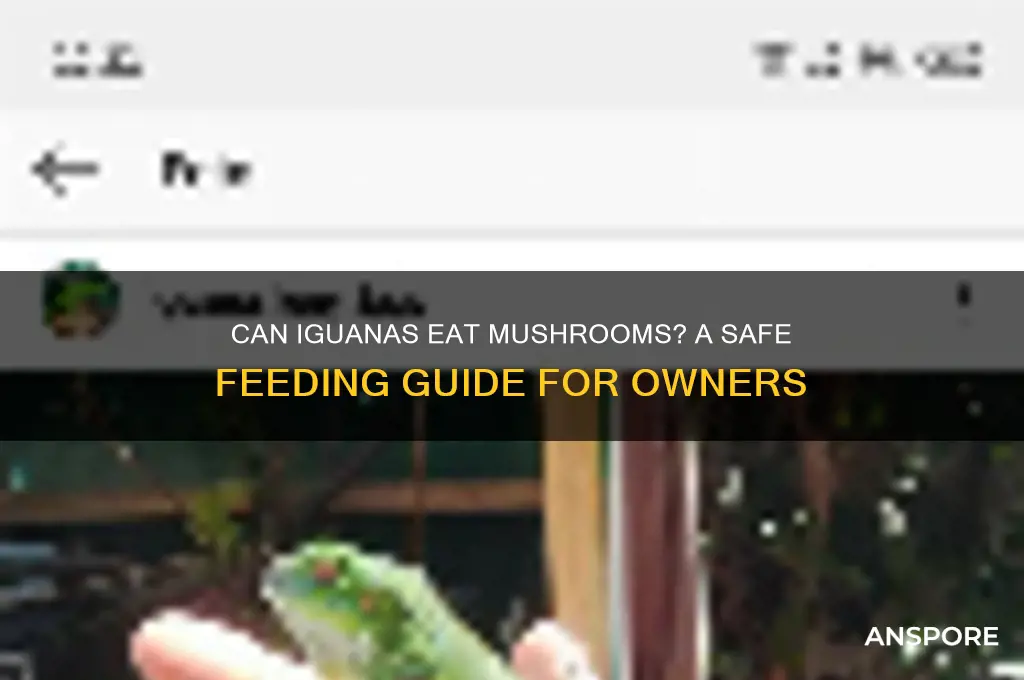 can i feed my iguana mushrooms
