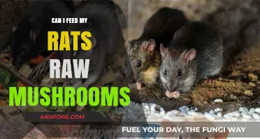 Raw Mushrooms for Rats: Safe or Risky Feeding Choice?