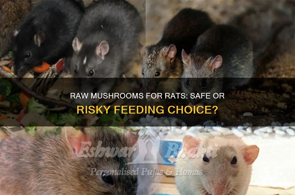 can i feed my rats raw mushrooms