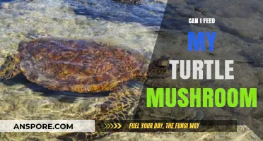 Can Turtles Eat Mushrooms? Safe Feeding Tips for Your Pet