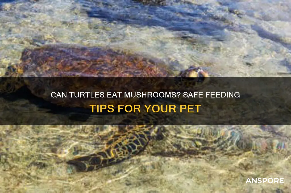 can i feed my turtle mushrooms