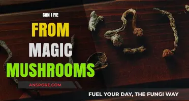 Exploring Legalities: Can You File Charges for Magic Mushroom Use?