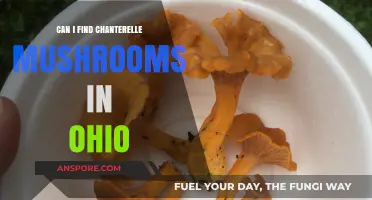 Where to Find Chanterelle Mushrooms in Ohio: A Foraging Guide