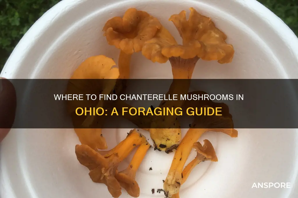 can i find chanterelle mushrooms in ohio