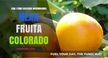 Exploring Fruita, Colorado: Are Coccora Mushrooms Nearby?