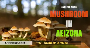 Exploring Arizona's Wild: Are Magic Mushrooms Hidden in Its Landscapes?