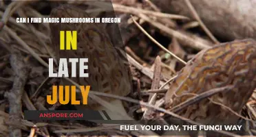 Finding Magic Mushrooms in Oregon: Late July Foraging Guide