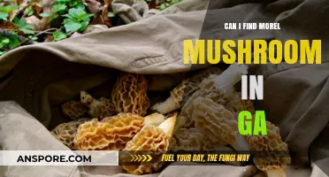 Discovering Morel Mushrooms in Georgia: Tips for Foraging Success