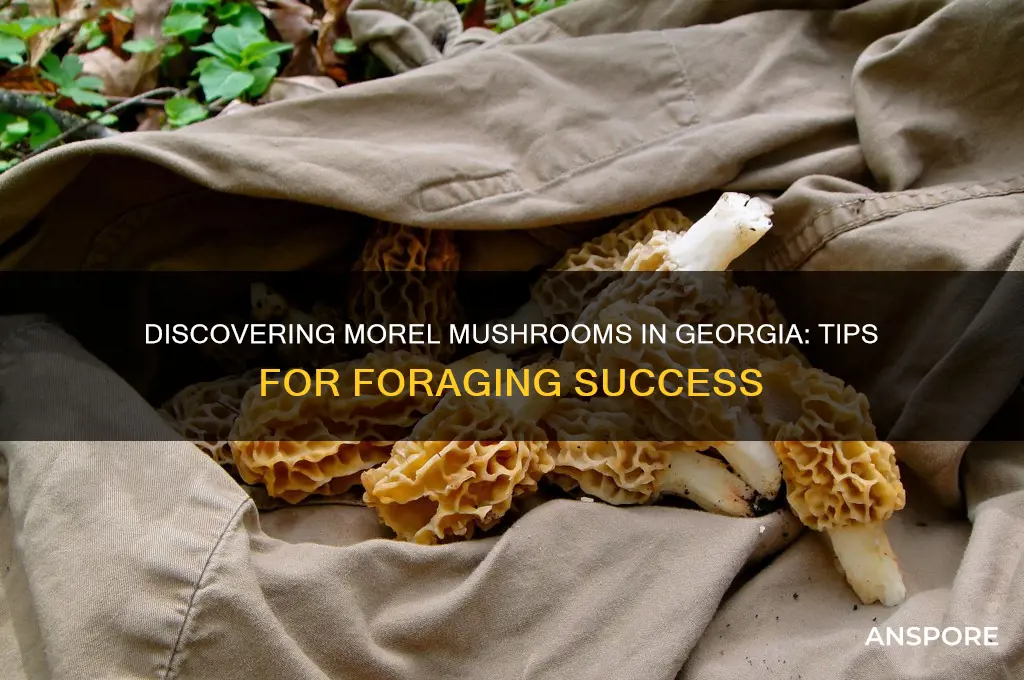can i find morel mushrooms in ga