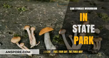 Foraging Mushrooms in State Parks: Legal, Safe, and Sustainable Tips