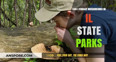 Foraging Mushrooms in Illinois State Parks: Rules, Safety, and Tips