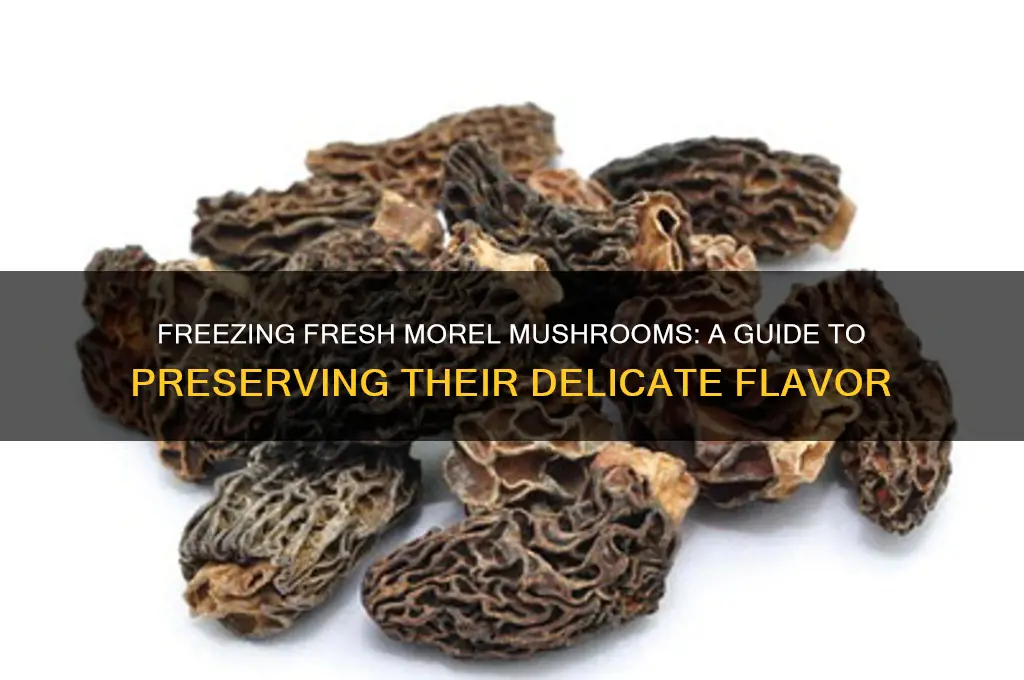 can i freeze fresh morel mushrooms