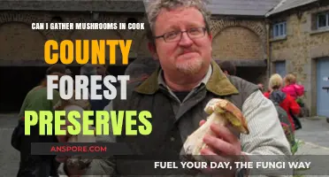 Mushroom Foraging in Cook County Forest Preserves: Rules and Tips