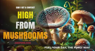 Can You Get a Contact High from Magic Mushrooms?