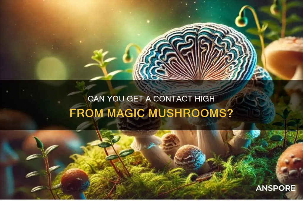 can i get a contact high from mushrooms