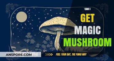 Exploring the Legality and Safety of Obtaining Magic Mushrooms