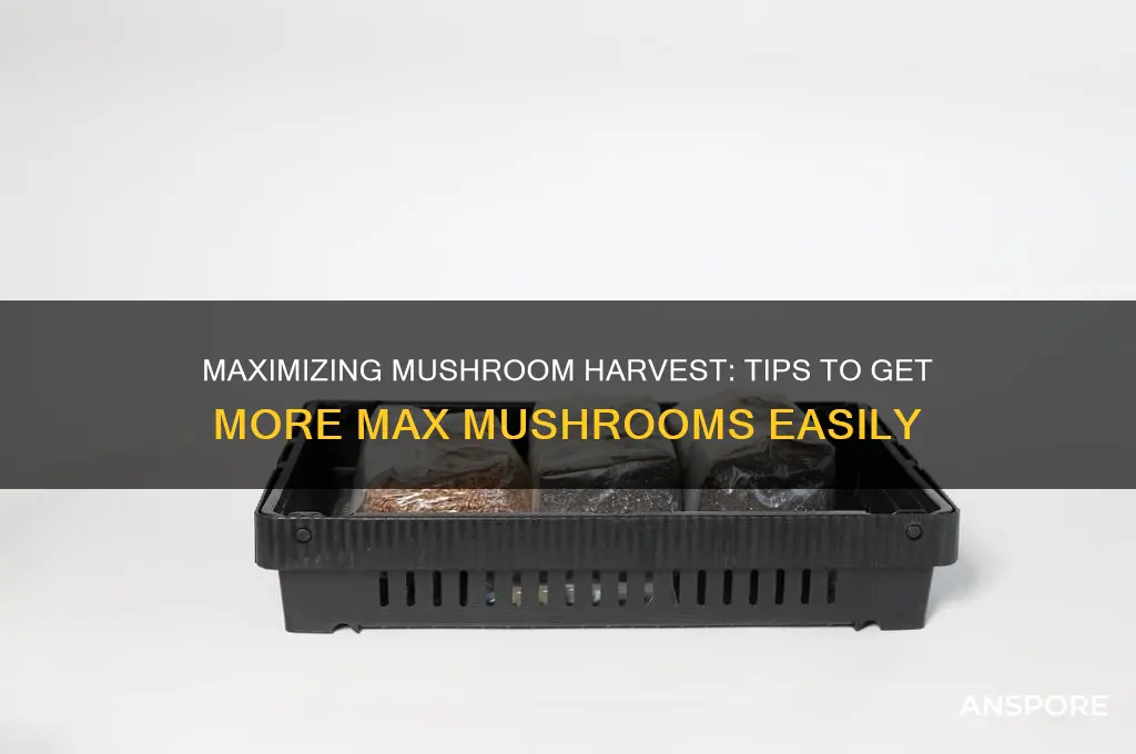 can i get more max mushrooms